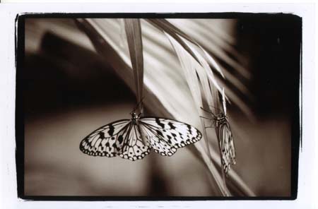 BWButterfly