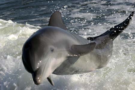 Dolphin trip (84)_2