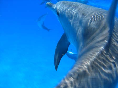 May '05-Dolphin Trip 659