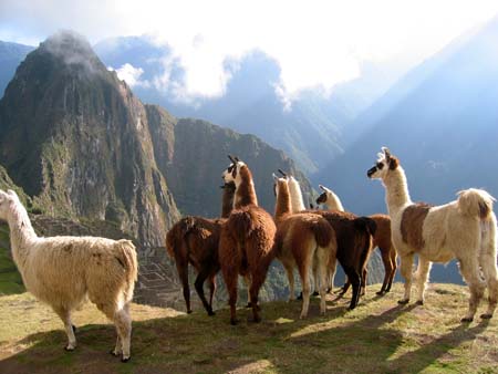 Peru (576)